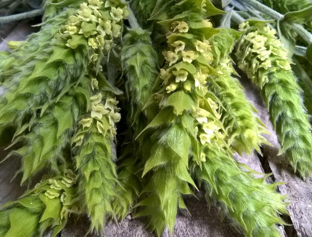 Griechischer Bergtee BIO, Bündel